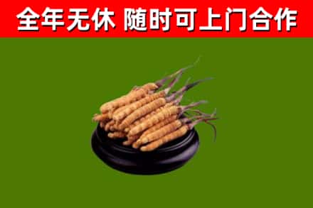 舞阳县回收冬虫夏草