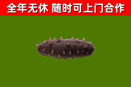 舞阳县回收海参干